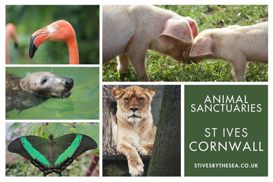 Places To Visit Animals In Cornwall