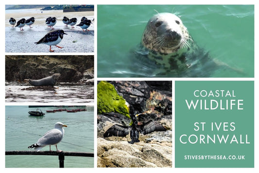 Coastal Wildlife Around St Ives Cornwall